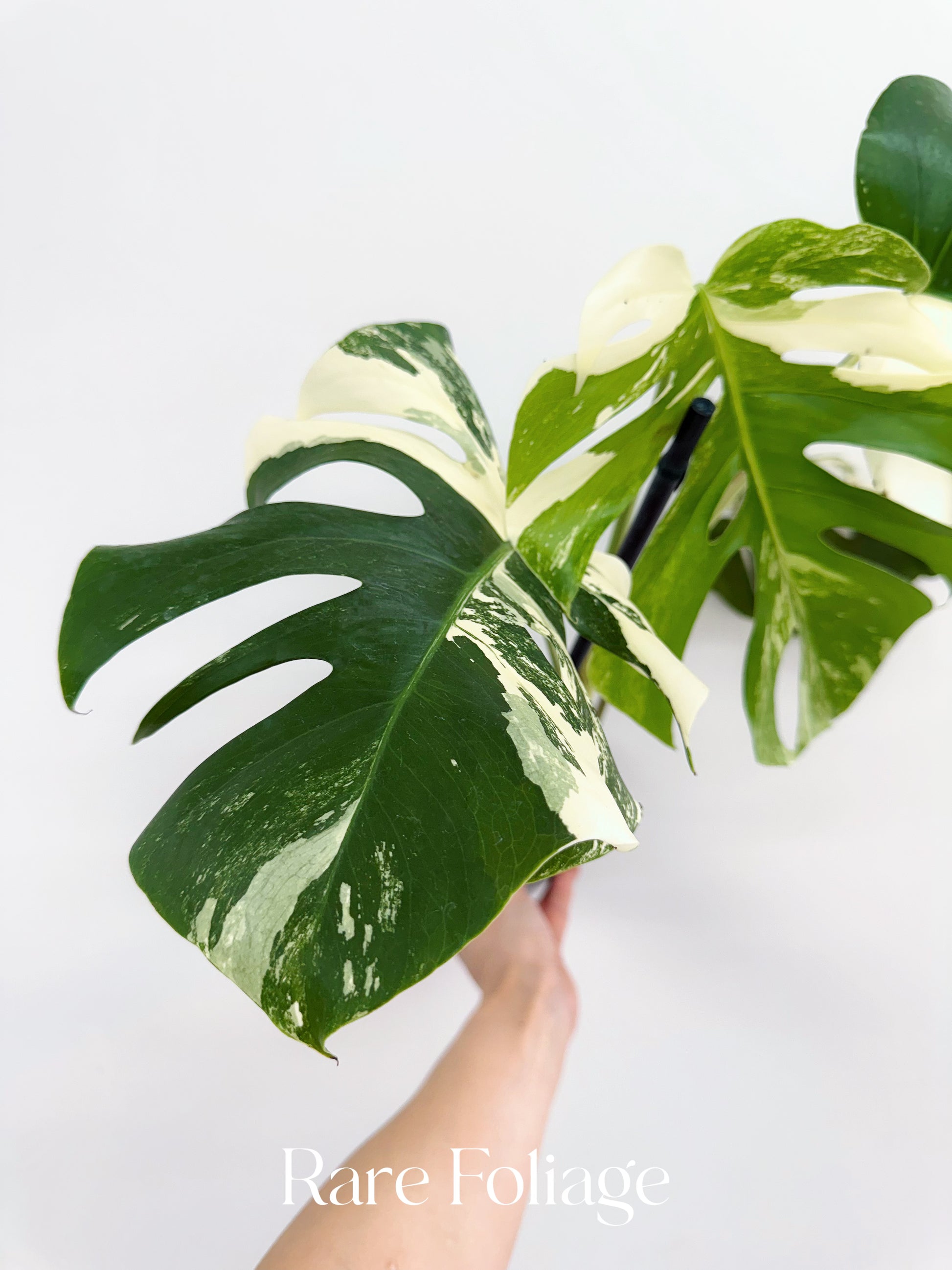 monstera deliciosa etsy Monstera Albo Full Plant 5” – Rare Foliage Plant Co