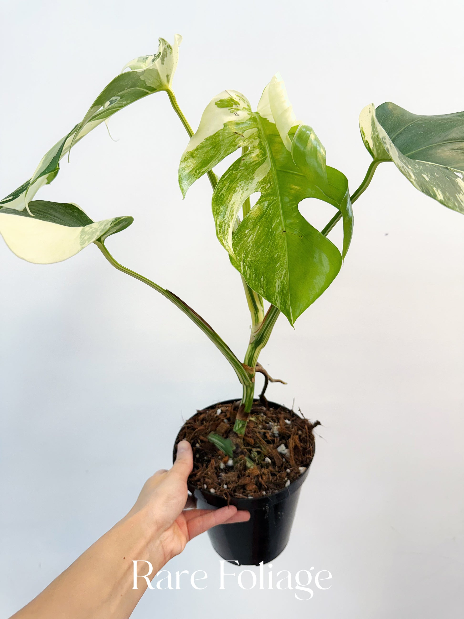 albino monstera for sale near me Monstera Albo Full Plant 5”