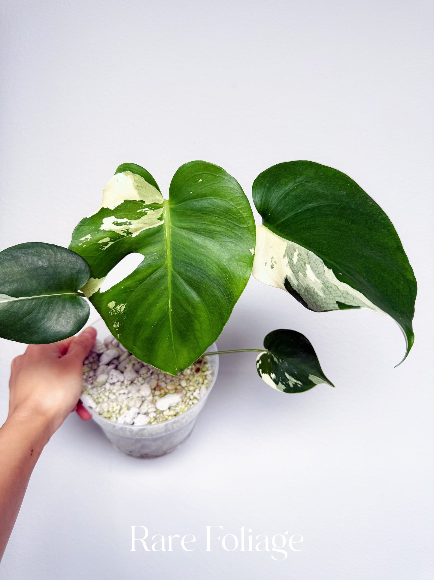 Monstera Albo Large Form 6” Exact Plant