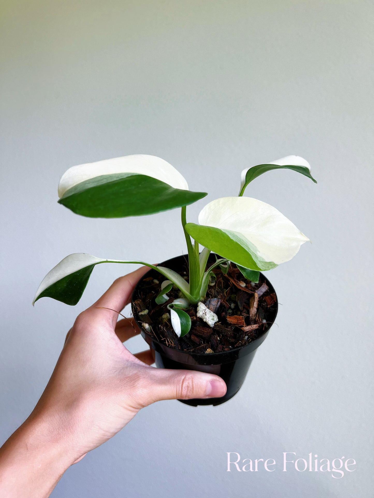 Monstera Deliciosa Albo Large Form Variegated 4”