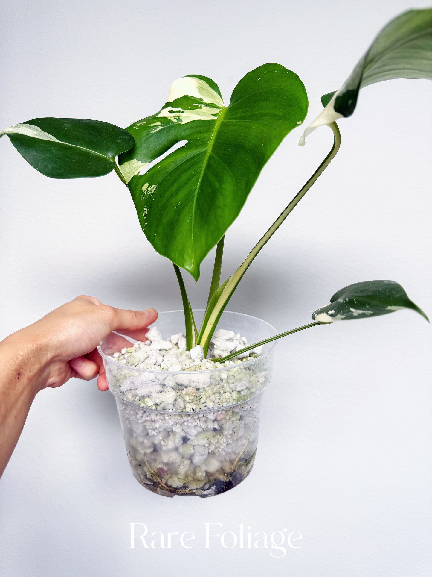Monstera Albo Large Form 6” Exact Plant