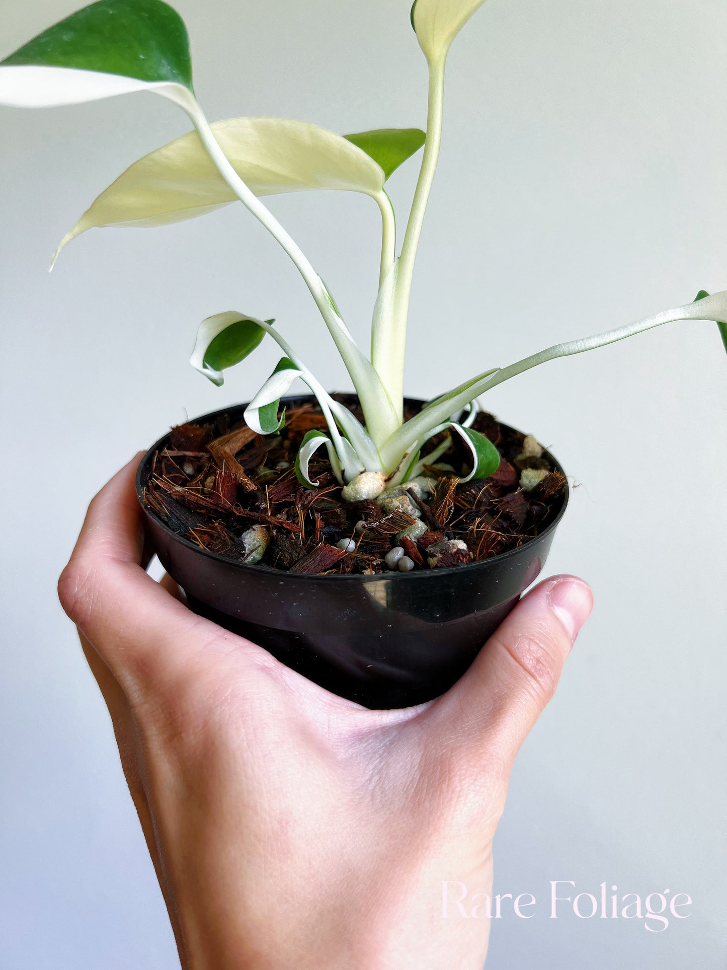 Monstera Deliciosa Albo Large Form Variegated 4”