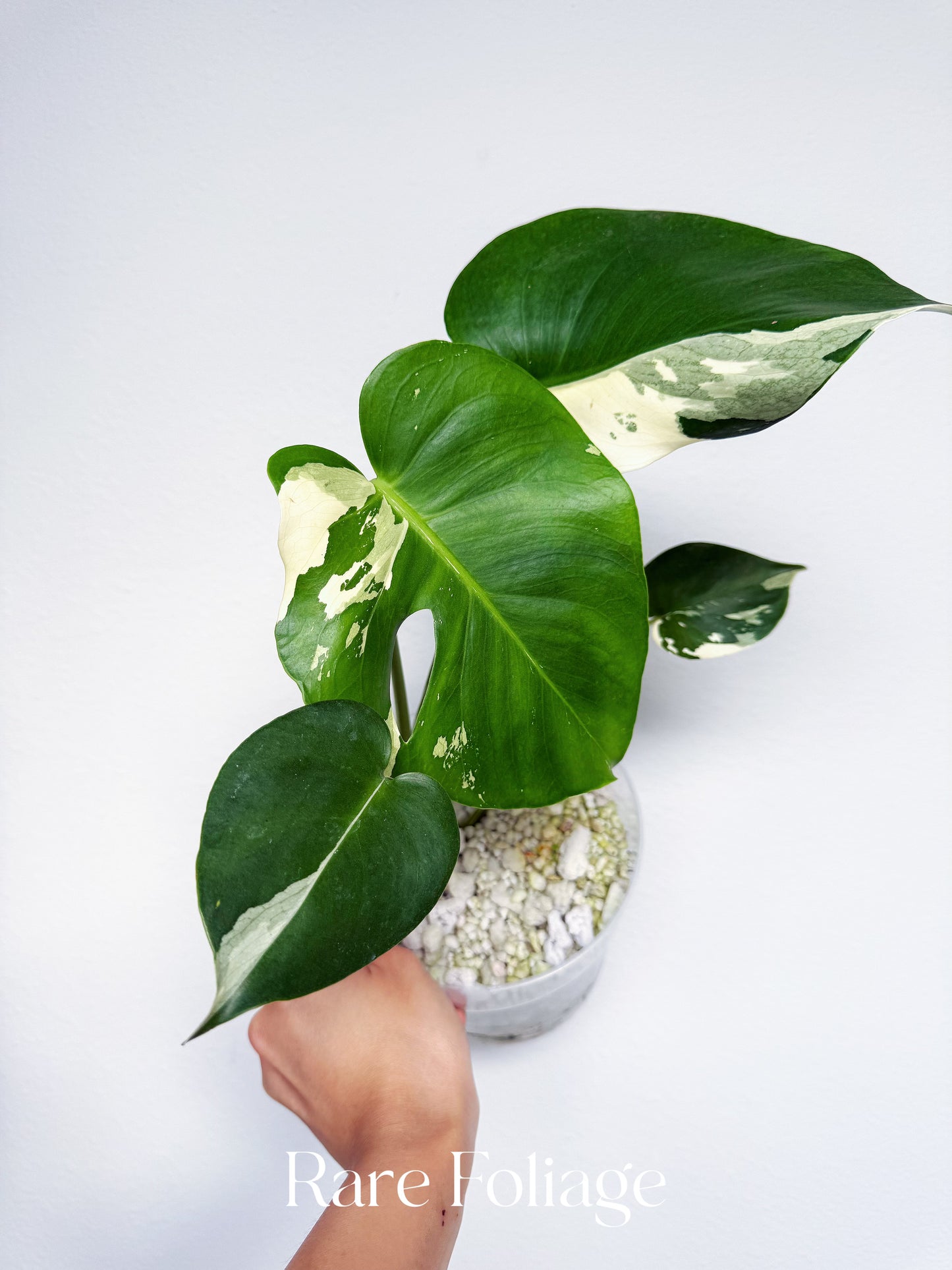 Monstera Albo Large Form 6” Exact Plant