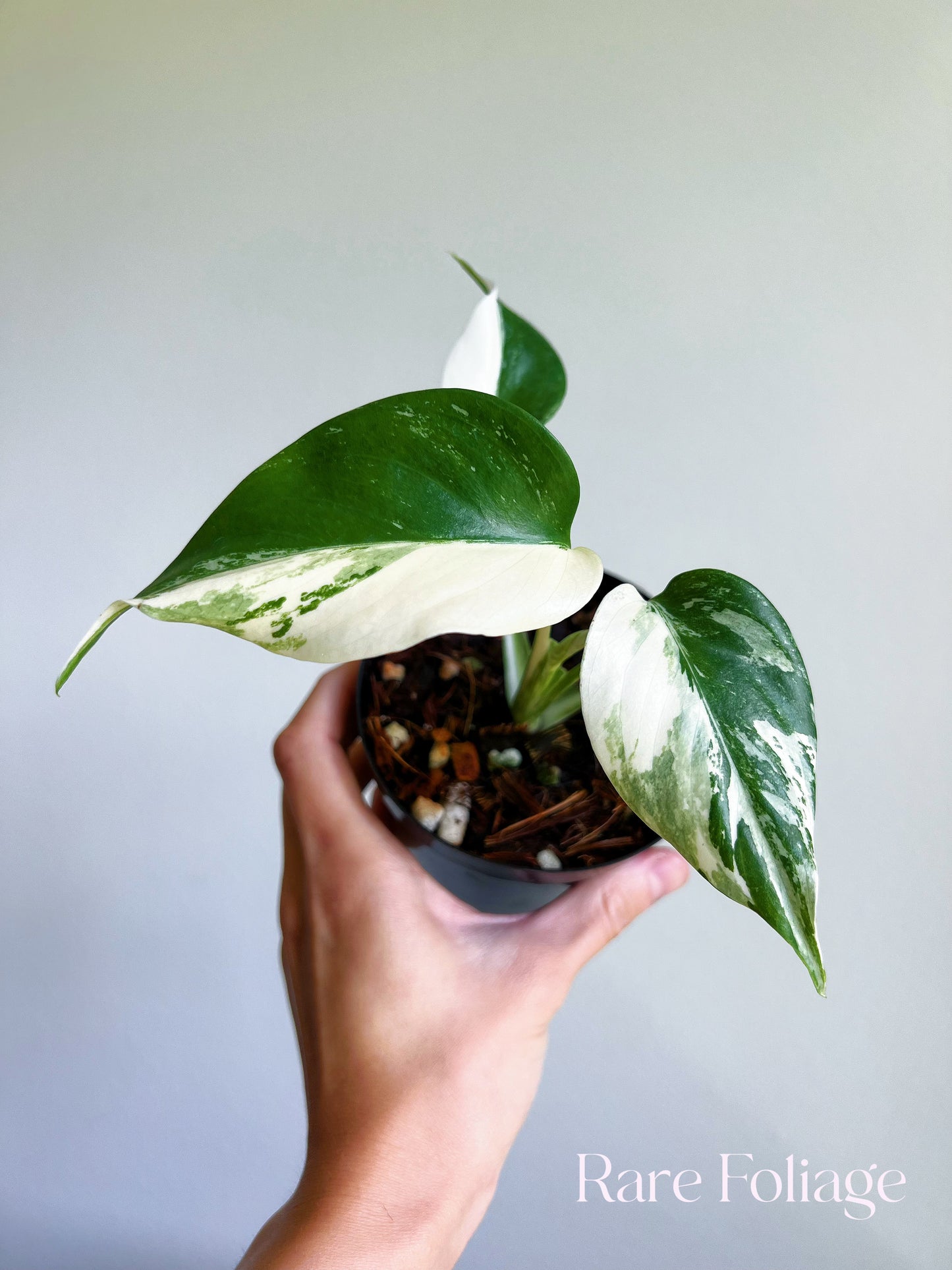 Monstera Deliciosa Albo Large Form Variegated 4”