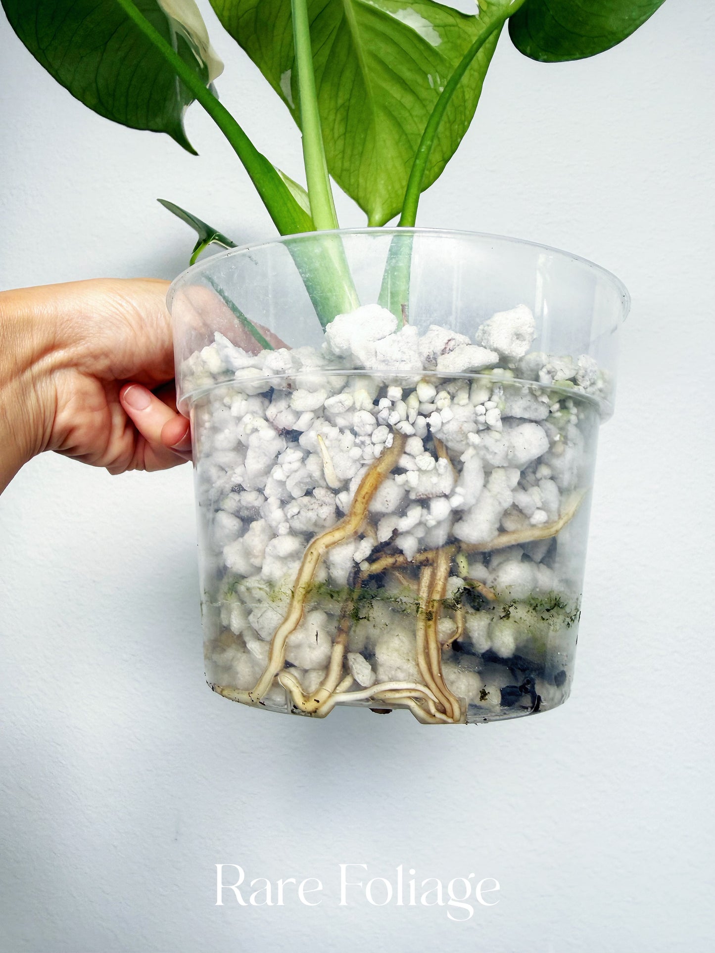 Monstera Albo Large Form 6” Exact Plant