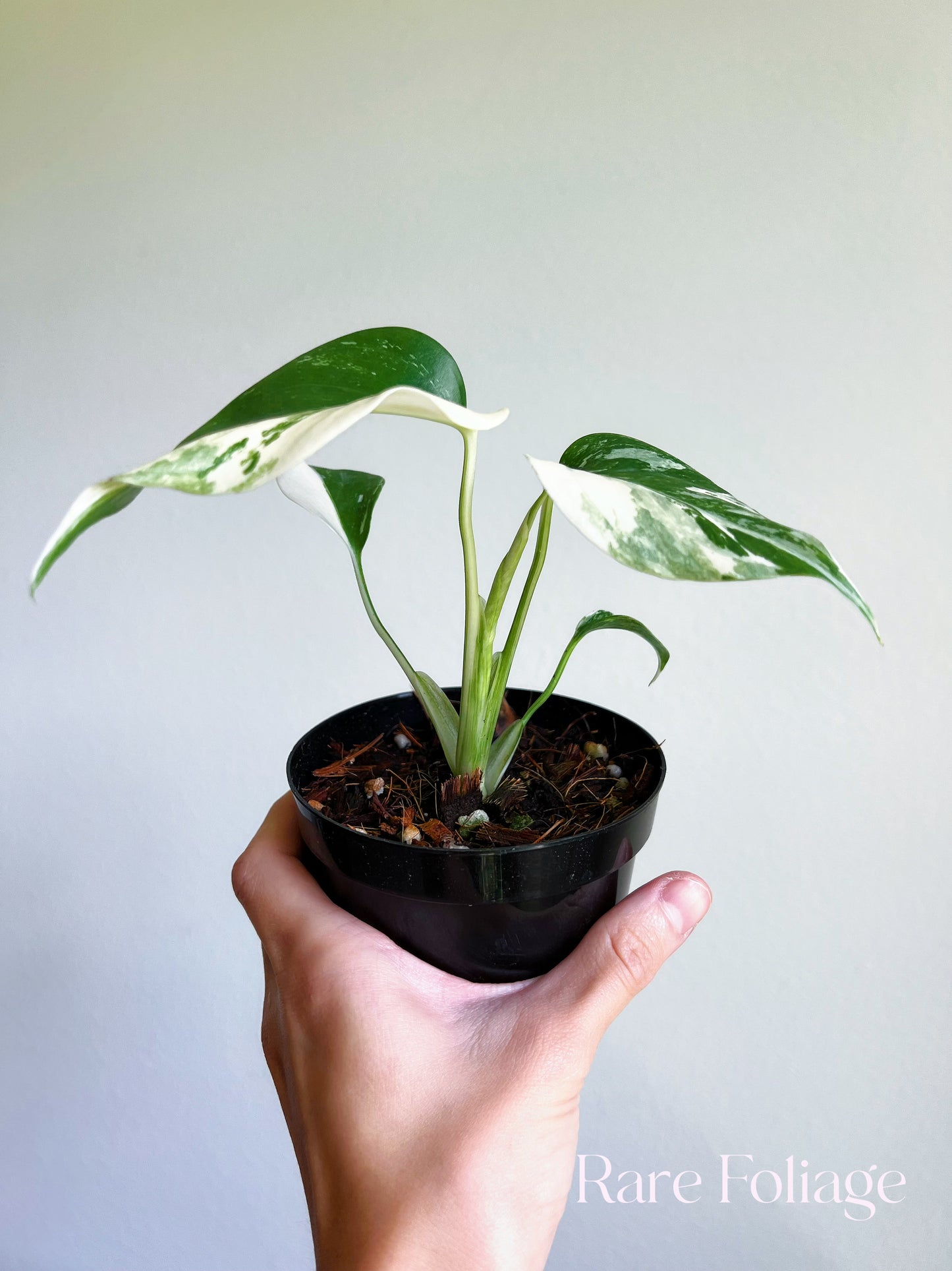 Monstera Deliciosa Albo Large Form Variegated 4”