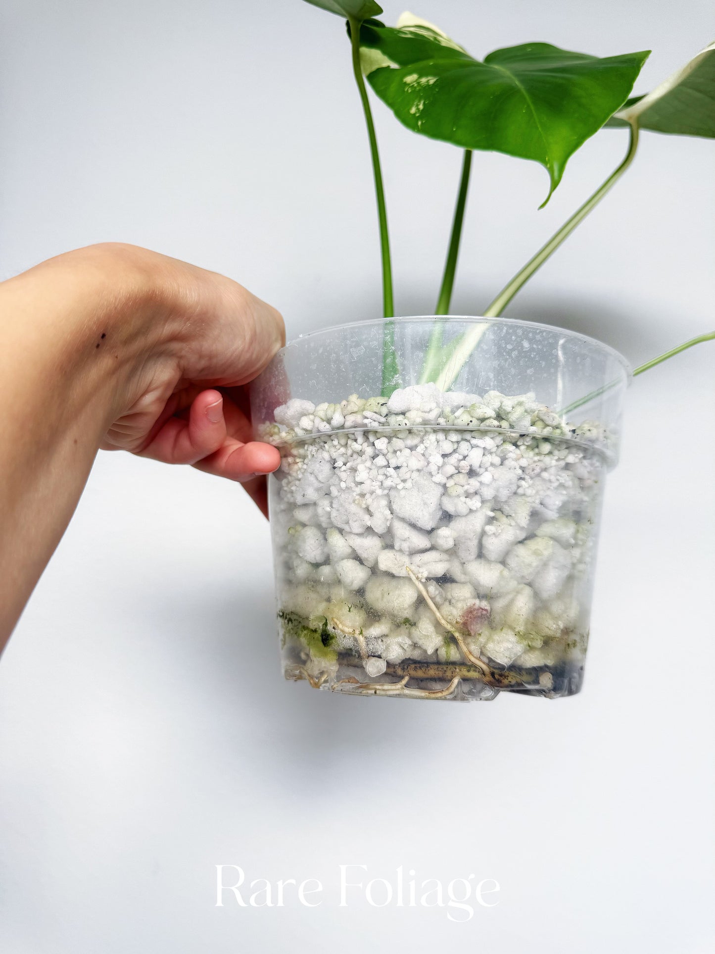 Monstera Albo Large Form 6” Exact Plant