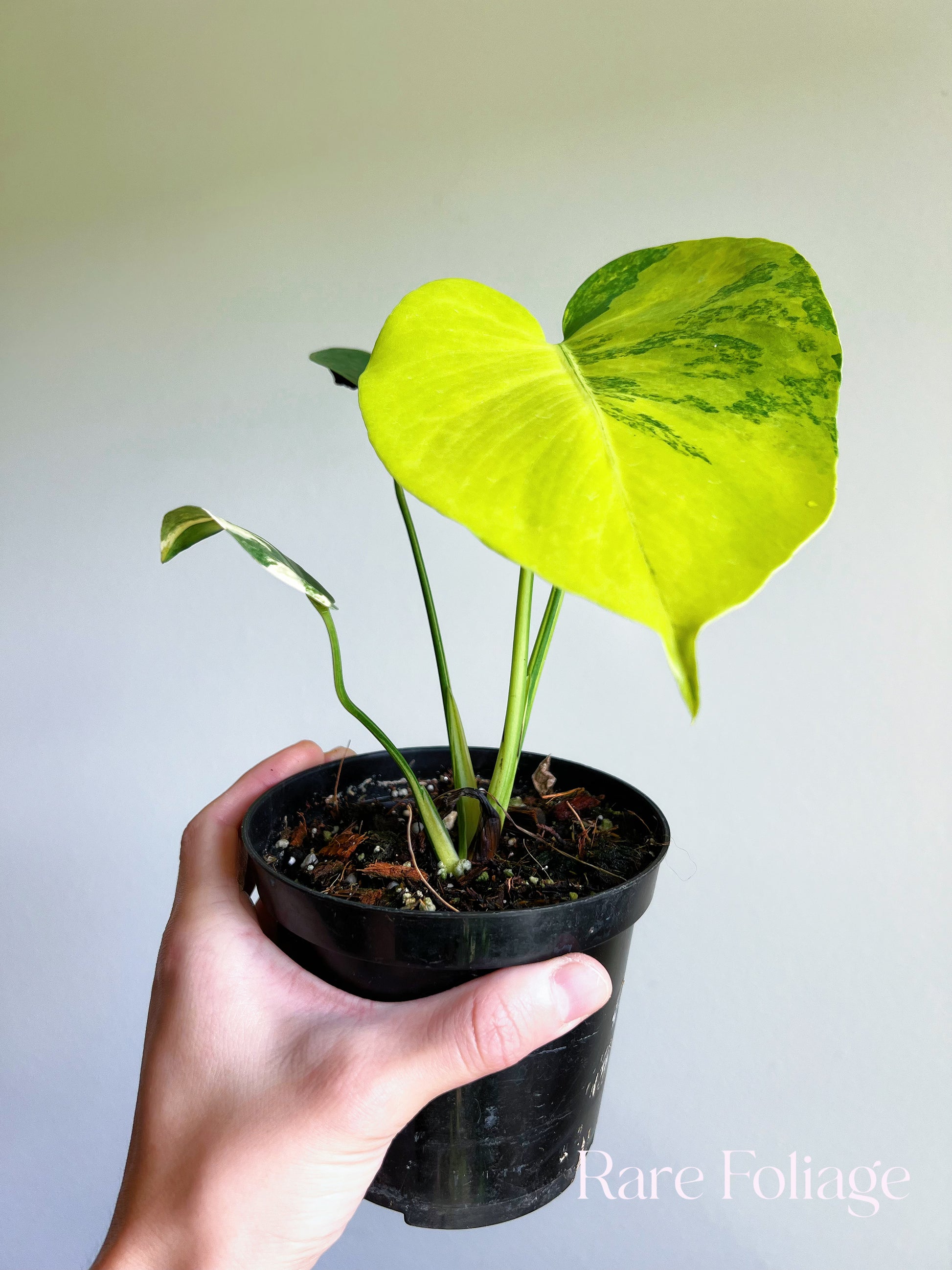 yellow variegated monstera Monstera Yellow Marilyn Large Form Variegated 4” – Rare Foliage Plant Co