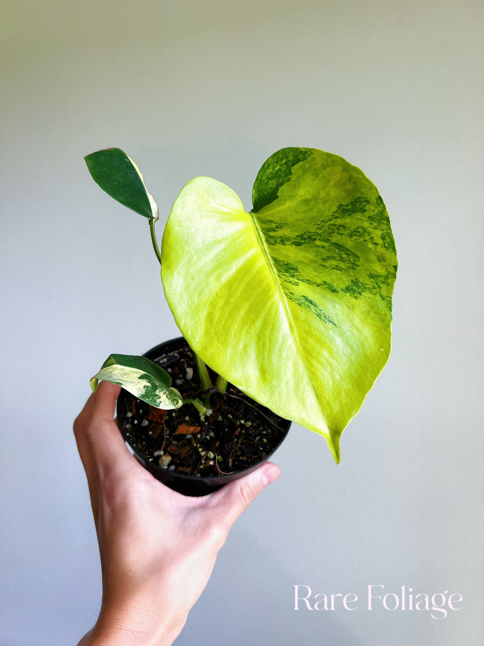 Monstera Yellow Marilyn Large Form Variegated 4” – Rare Foliage