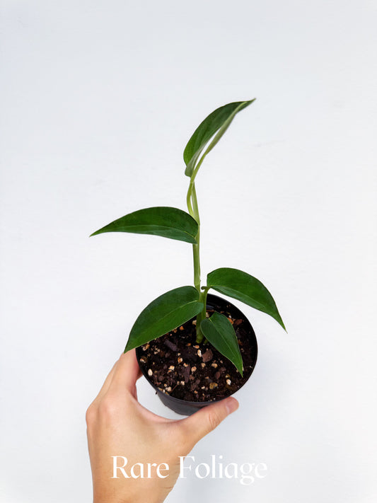 Monstera Barrieri 4"
