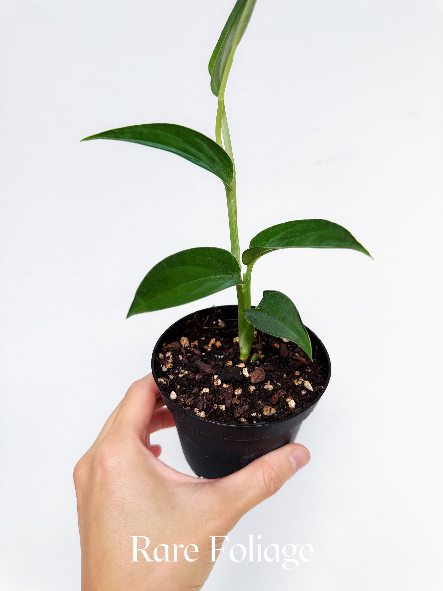 Monstera Barrieri 4"
