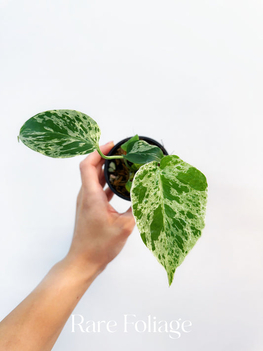 Monstera Bulbasaur 3” Exact Plant