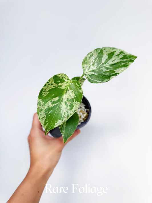 Monstera Bulbasaur Premium 4"