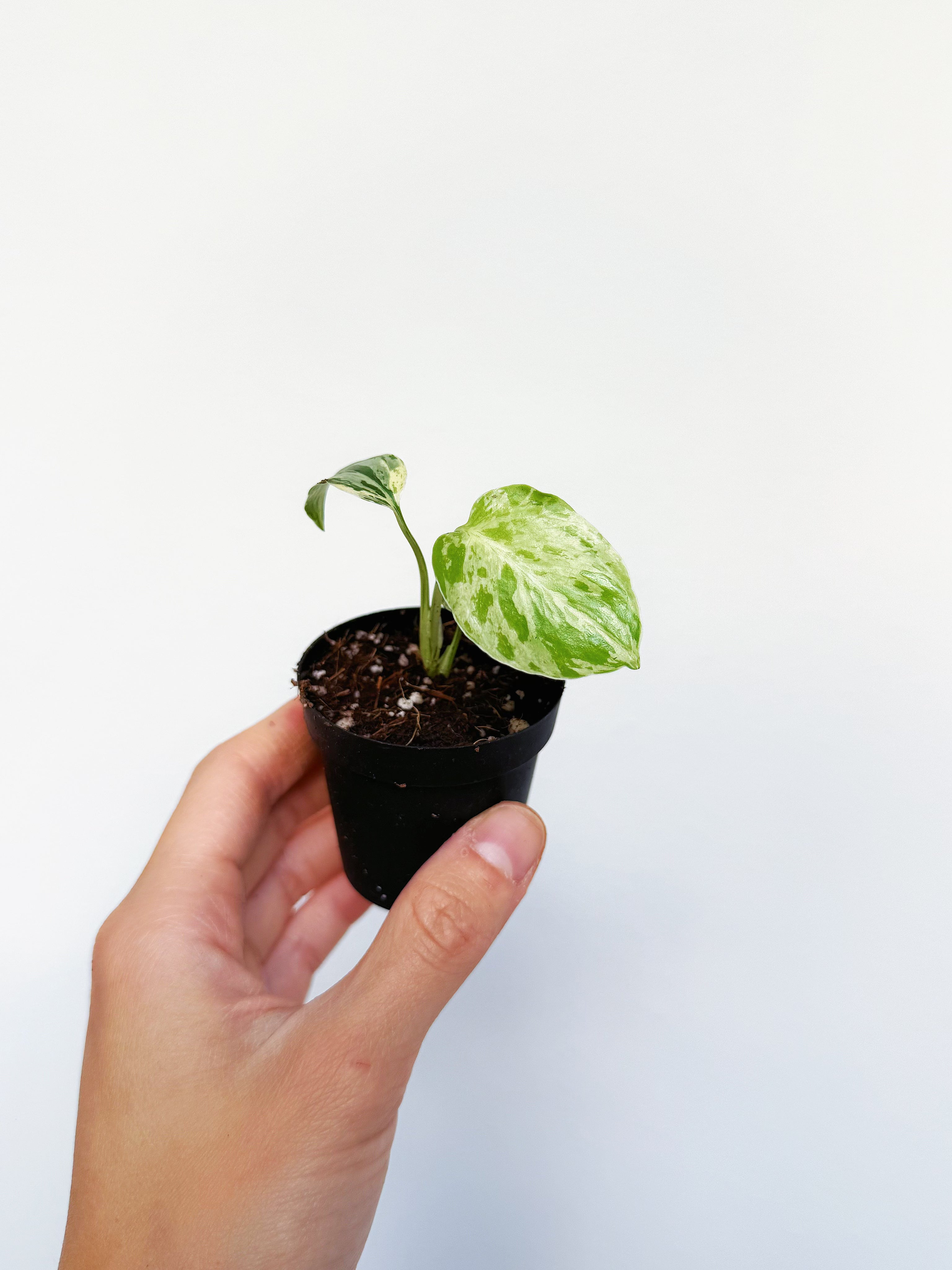 YO679 品種保証！斑入り保証！Monstera Bulbasaurモンステラ