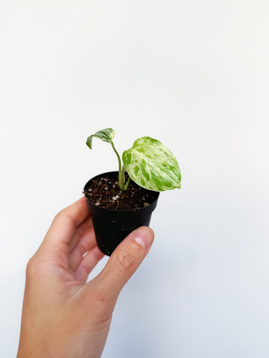 Monstera Bulbasaur 2”