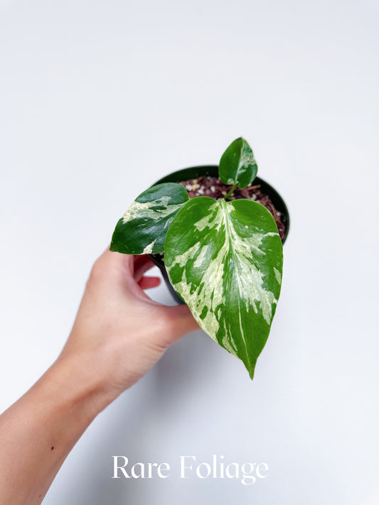 Monstera Bulbasaur 4"