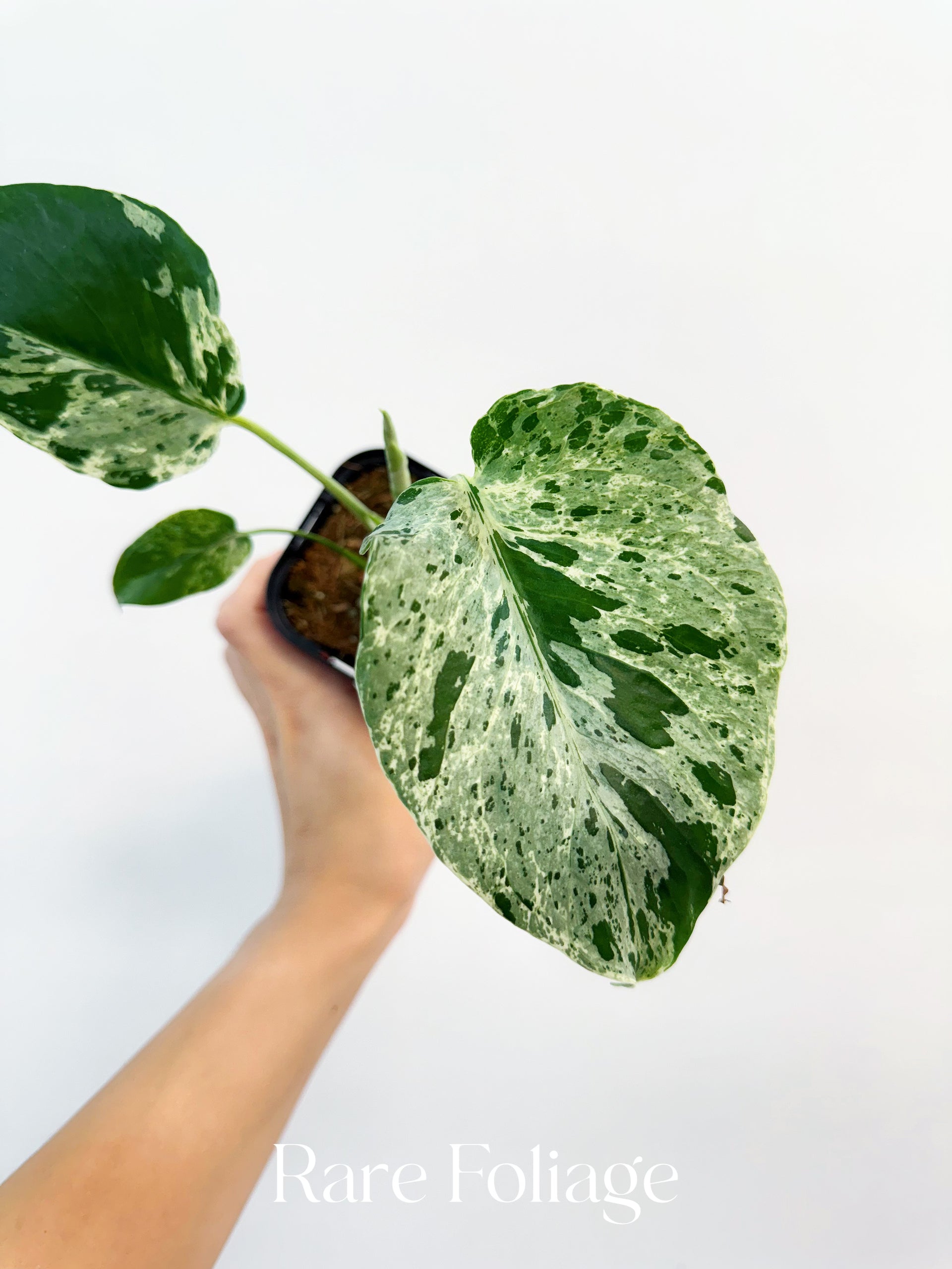 Monstera Bulbasaur 3” Exact Plant – Rare Foliage Plant Co