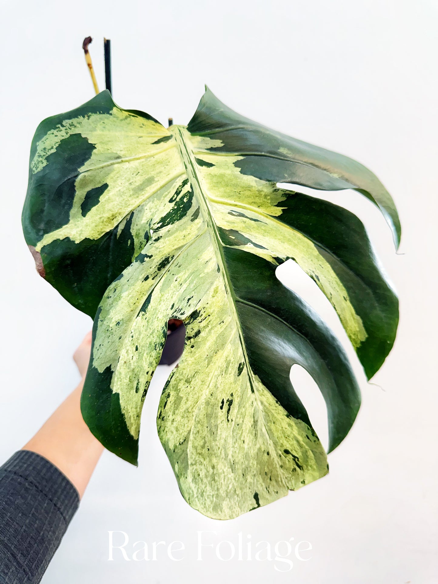 Monstera Bulbasaur 6”