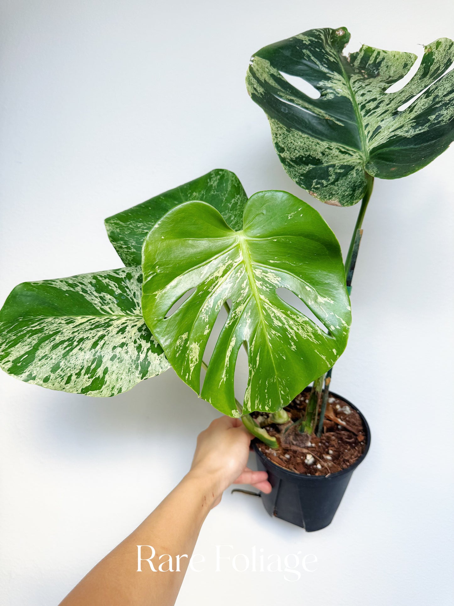 Monstera Bulbasaur 6” Exact Plant