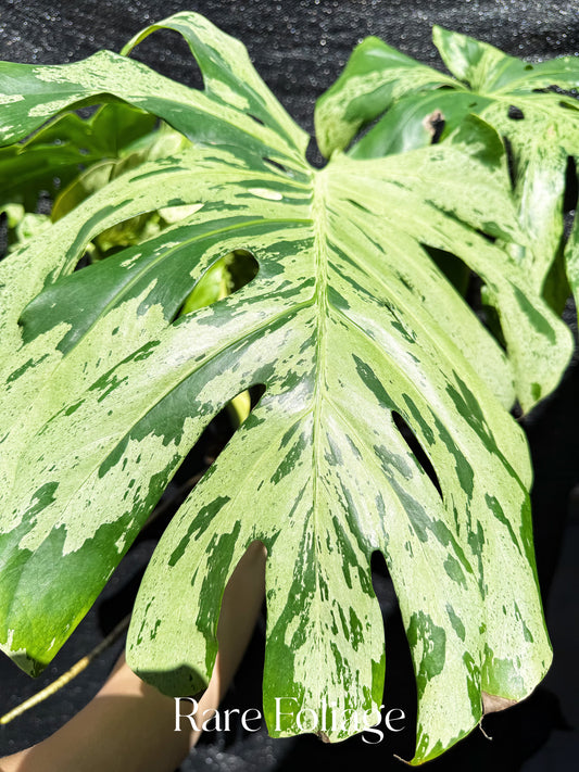 Monstera Bulbasaur 6” XL Exact Plant