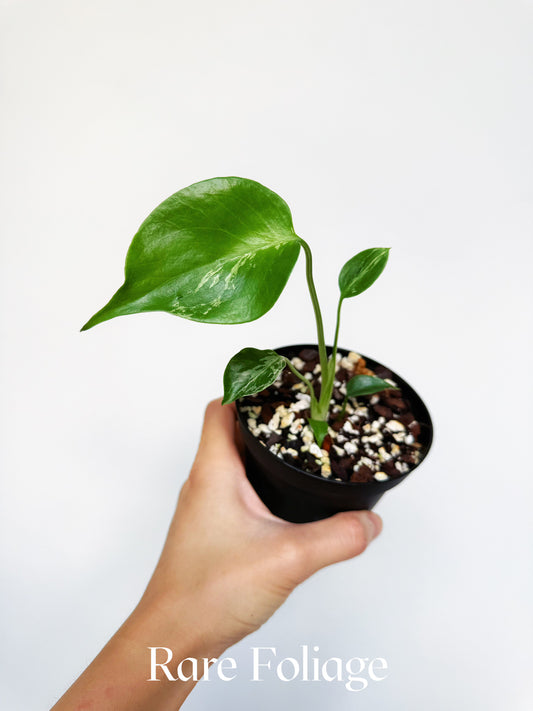 Monstera Bulbasaur Splash 4"