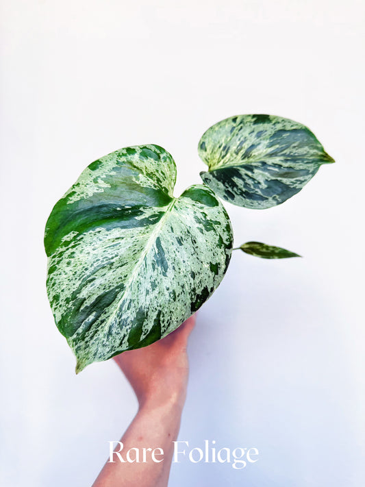 Monstera Bulbasaur 4"