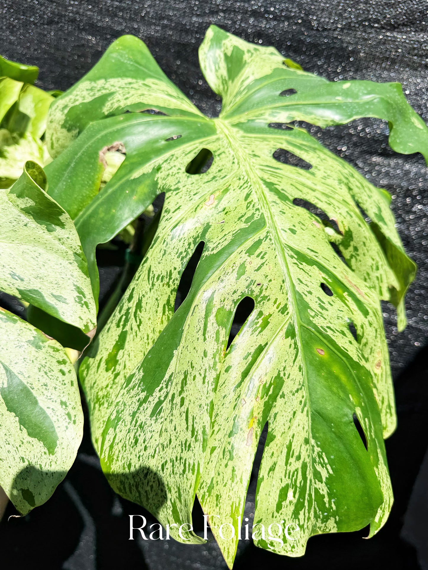Monstera Bulbasaur 6” XL Exact Plant