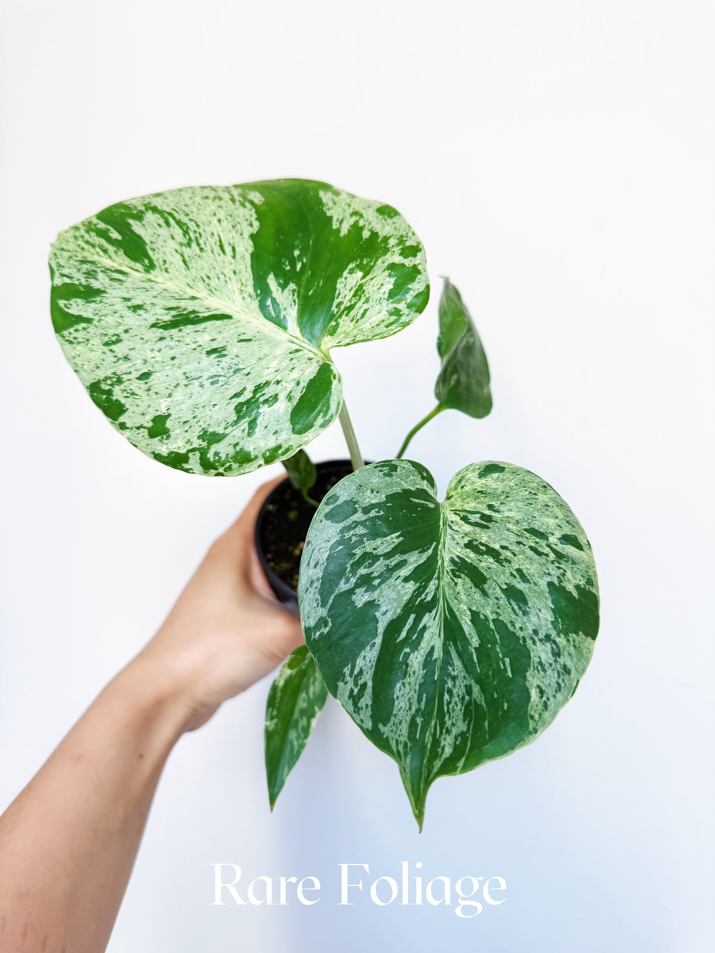 Monstera Bulbasaur 4"