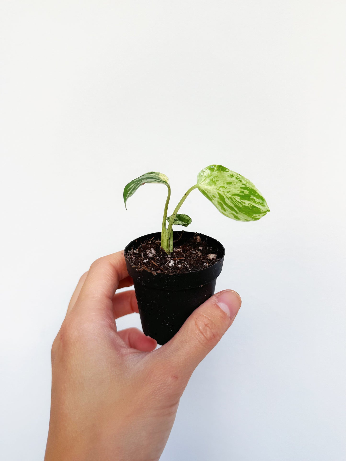 Monstera Bulbasaur 2”