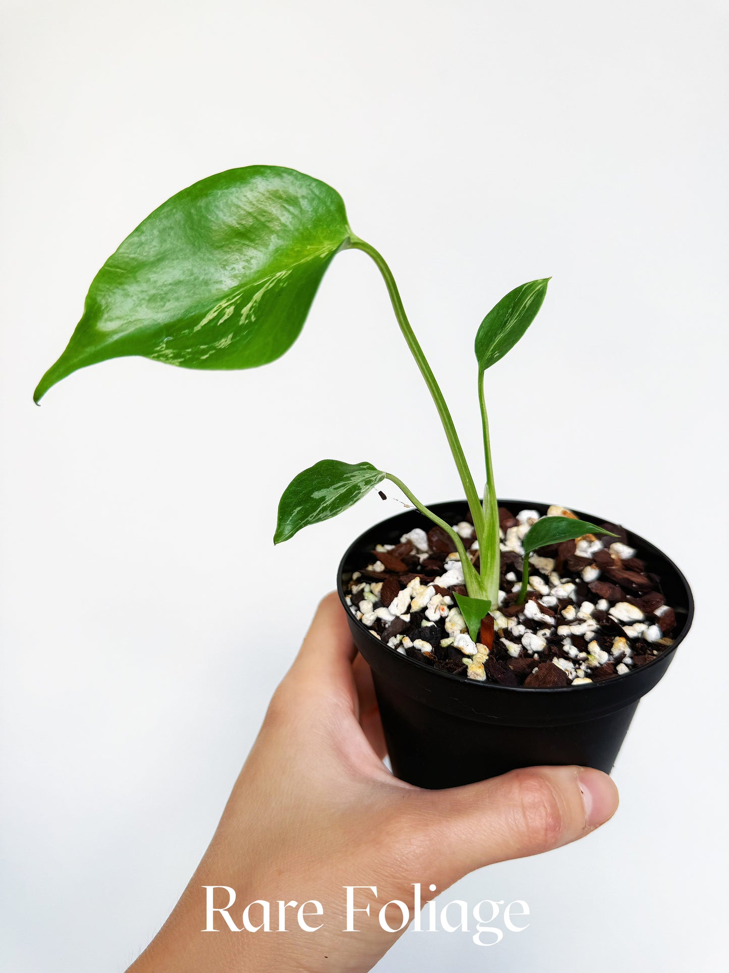 Monstera Bulbasaur Splash 4"