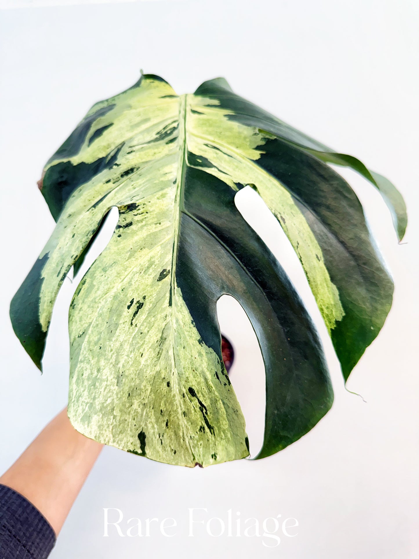 Monstera Bulbasaur 6”