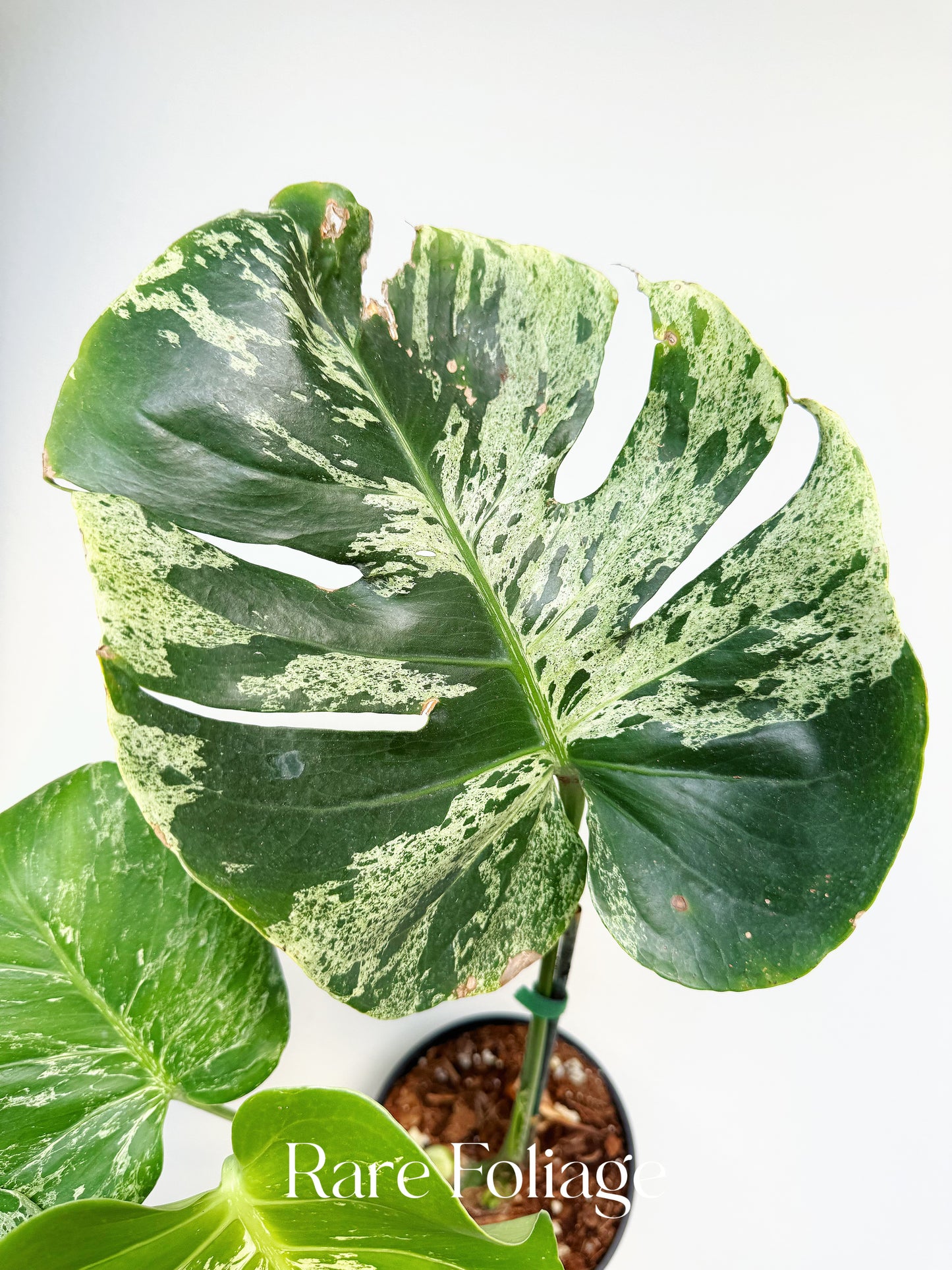 Monstera Bulbasaur 6” Exact Plant