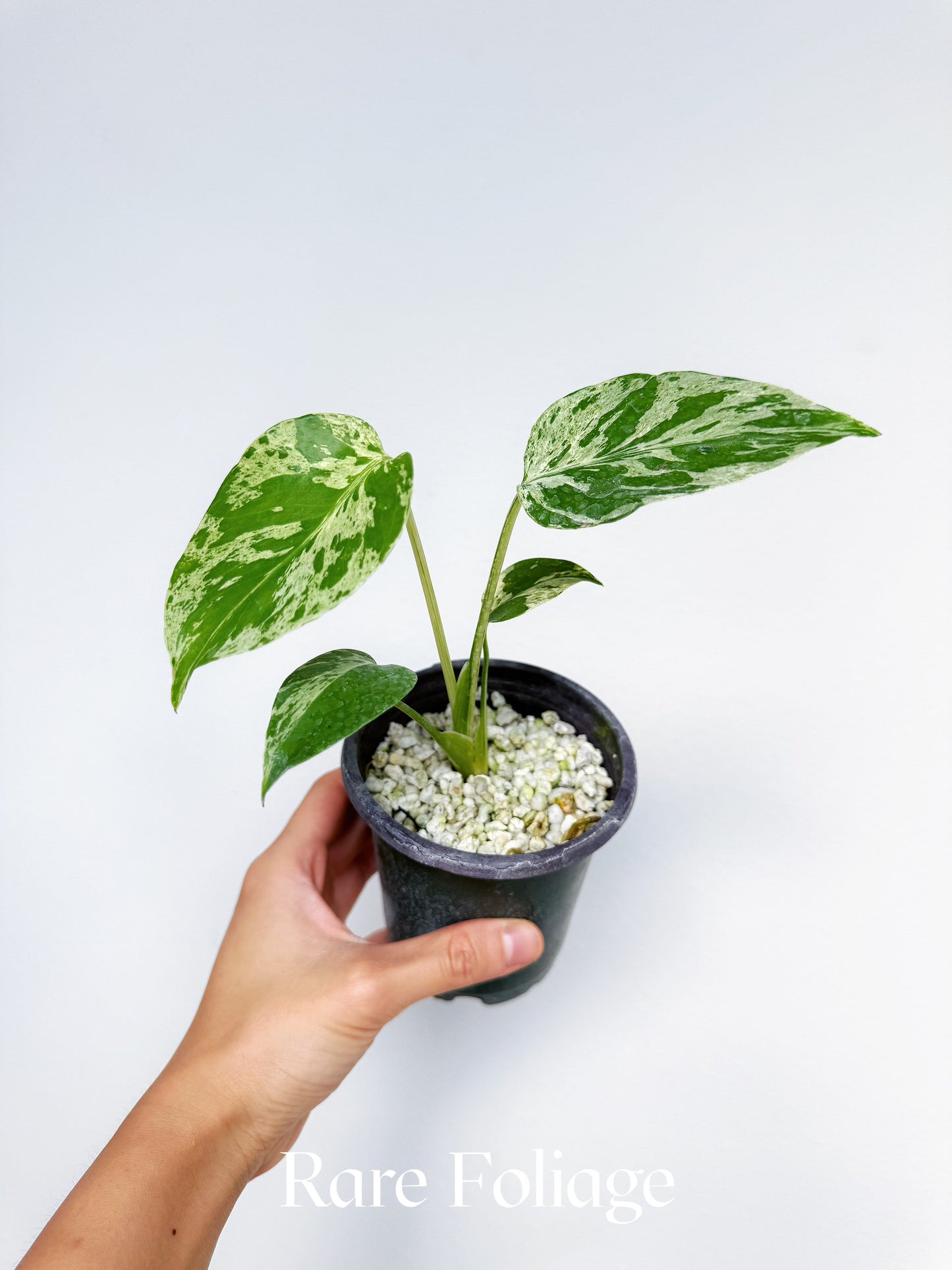 Monstera Bulbasaur Premium 4"