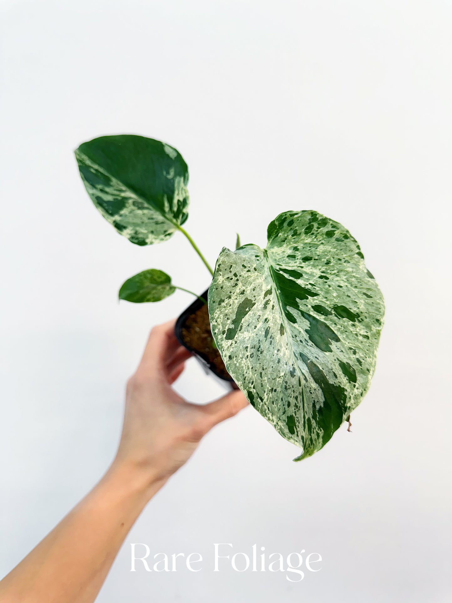 Monstera Bulbasaur 3” Exact Plant – Rare Foliage Plant Co