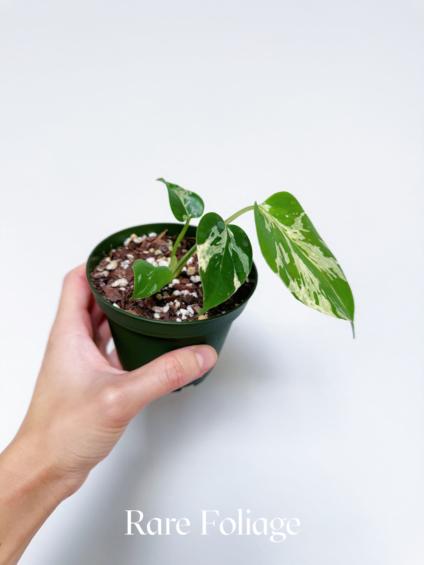 Monstera Bulbasaur 4"