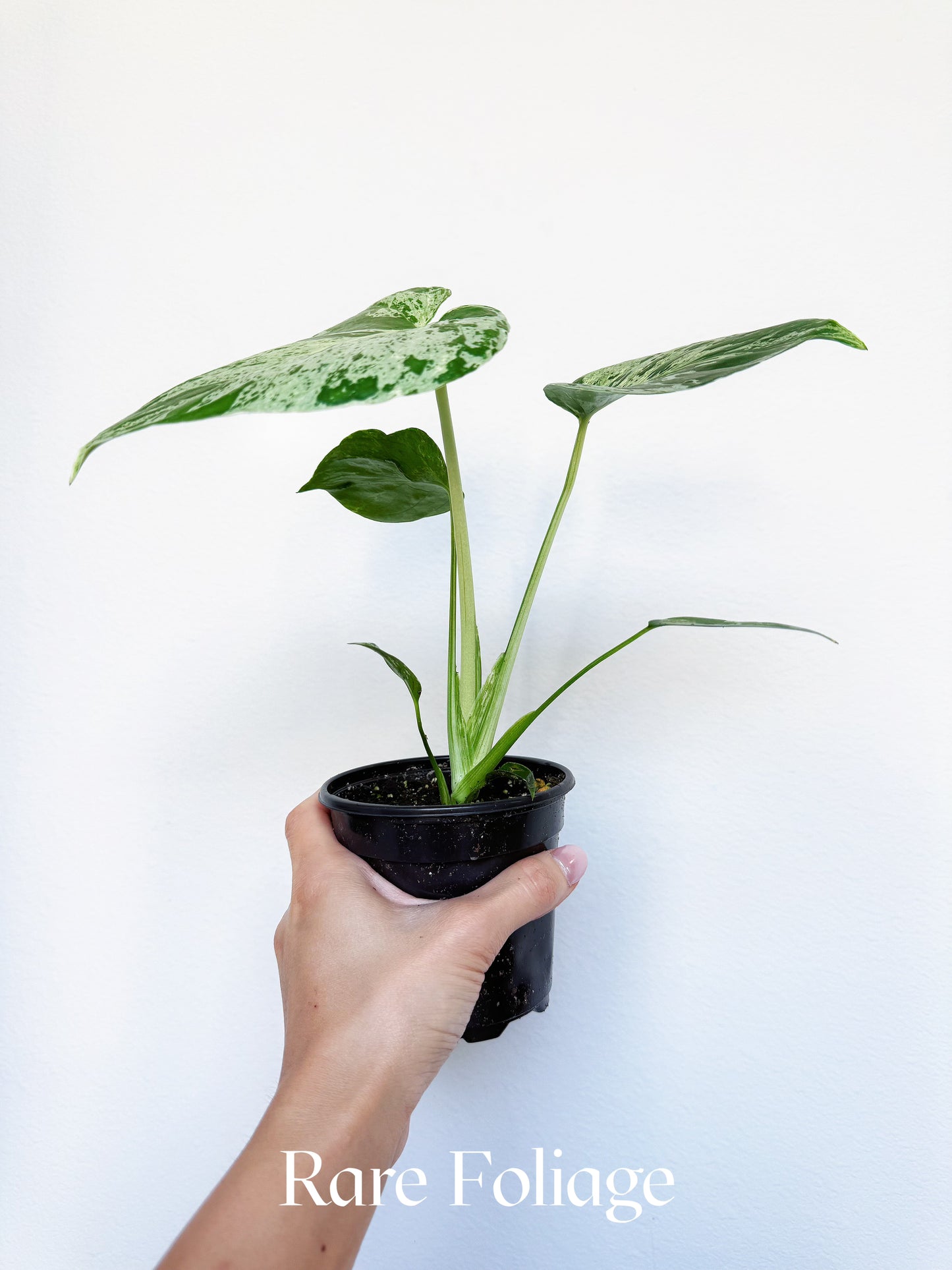 Monstera Bulbasaur 4"