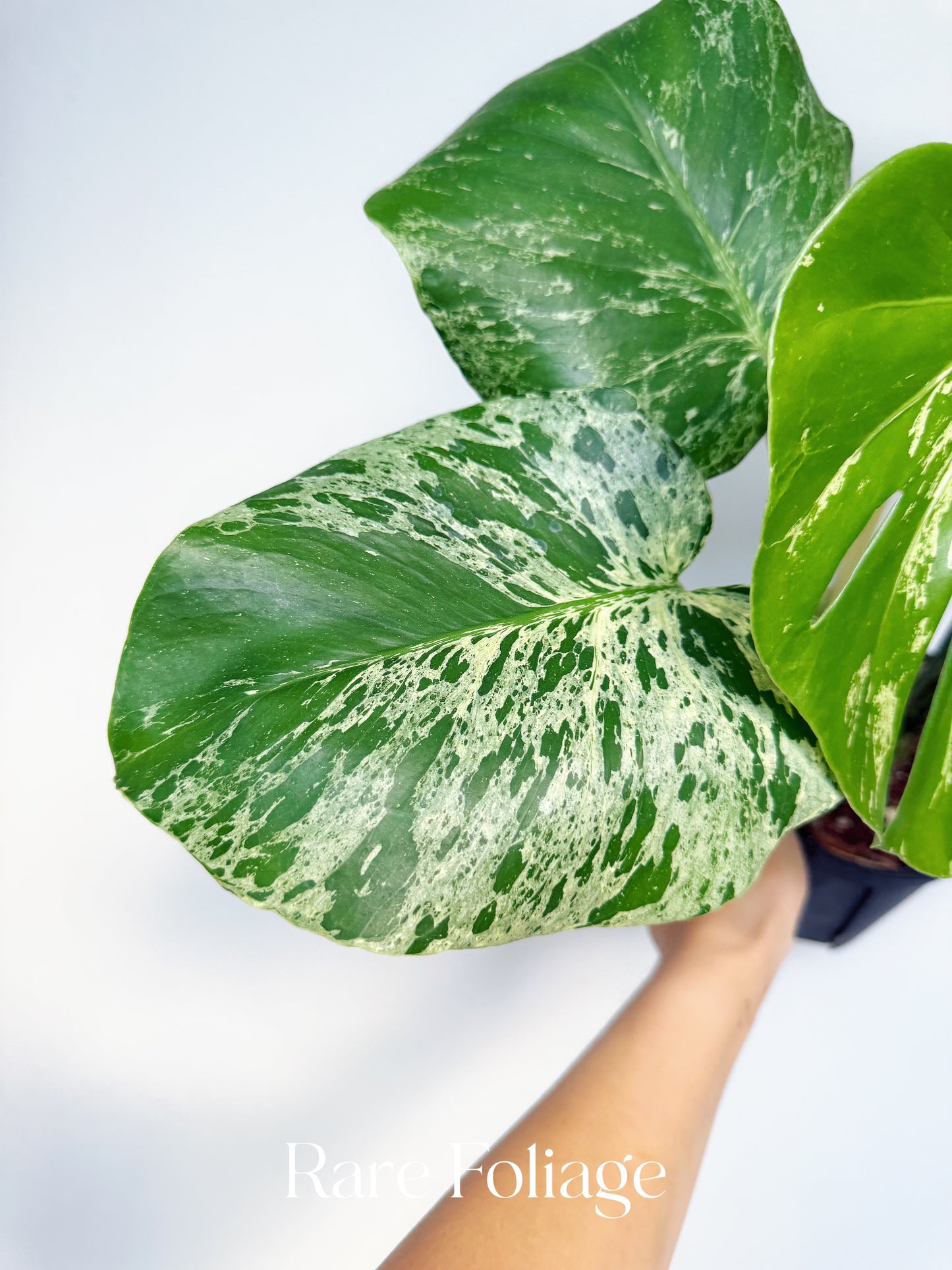 Monstera Bulbasaur 6” Exact Plant