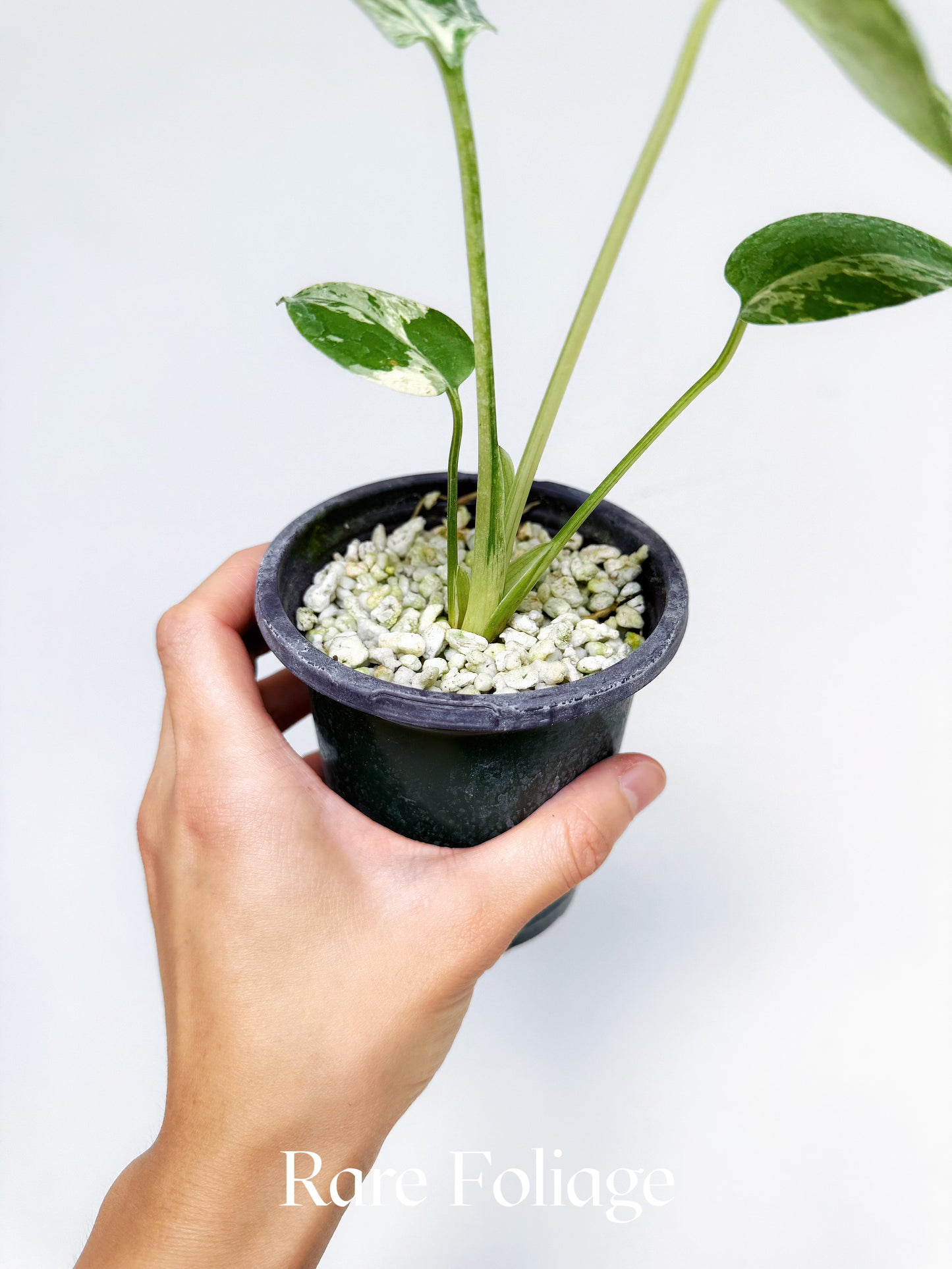 Monstera Bulbasaur Premium 4"