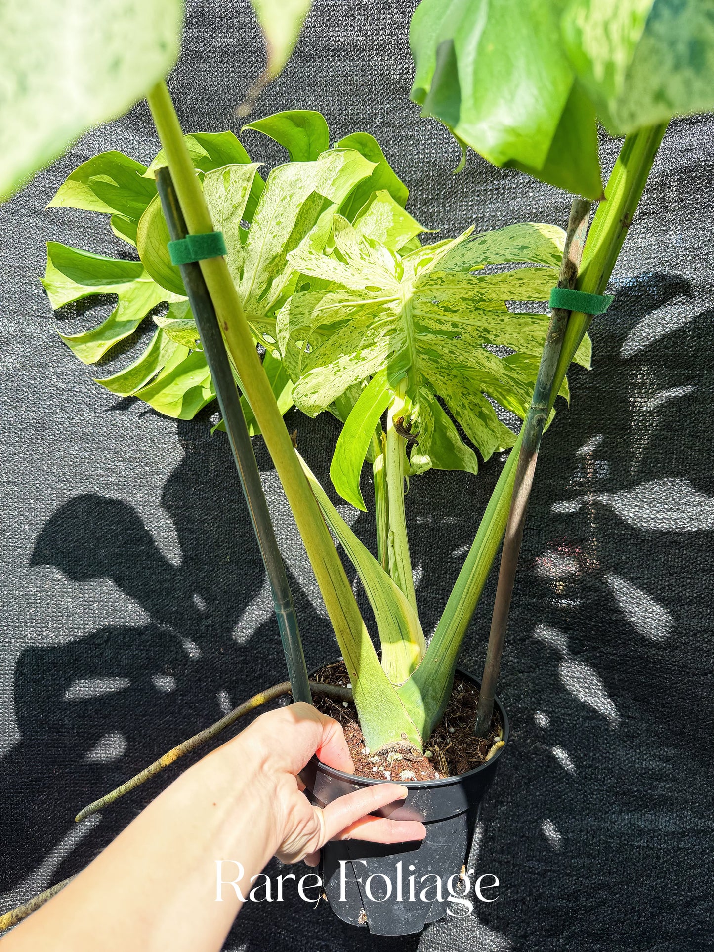 Monstera Bulbasaur 6” XL Exact Plant