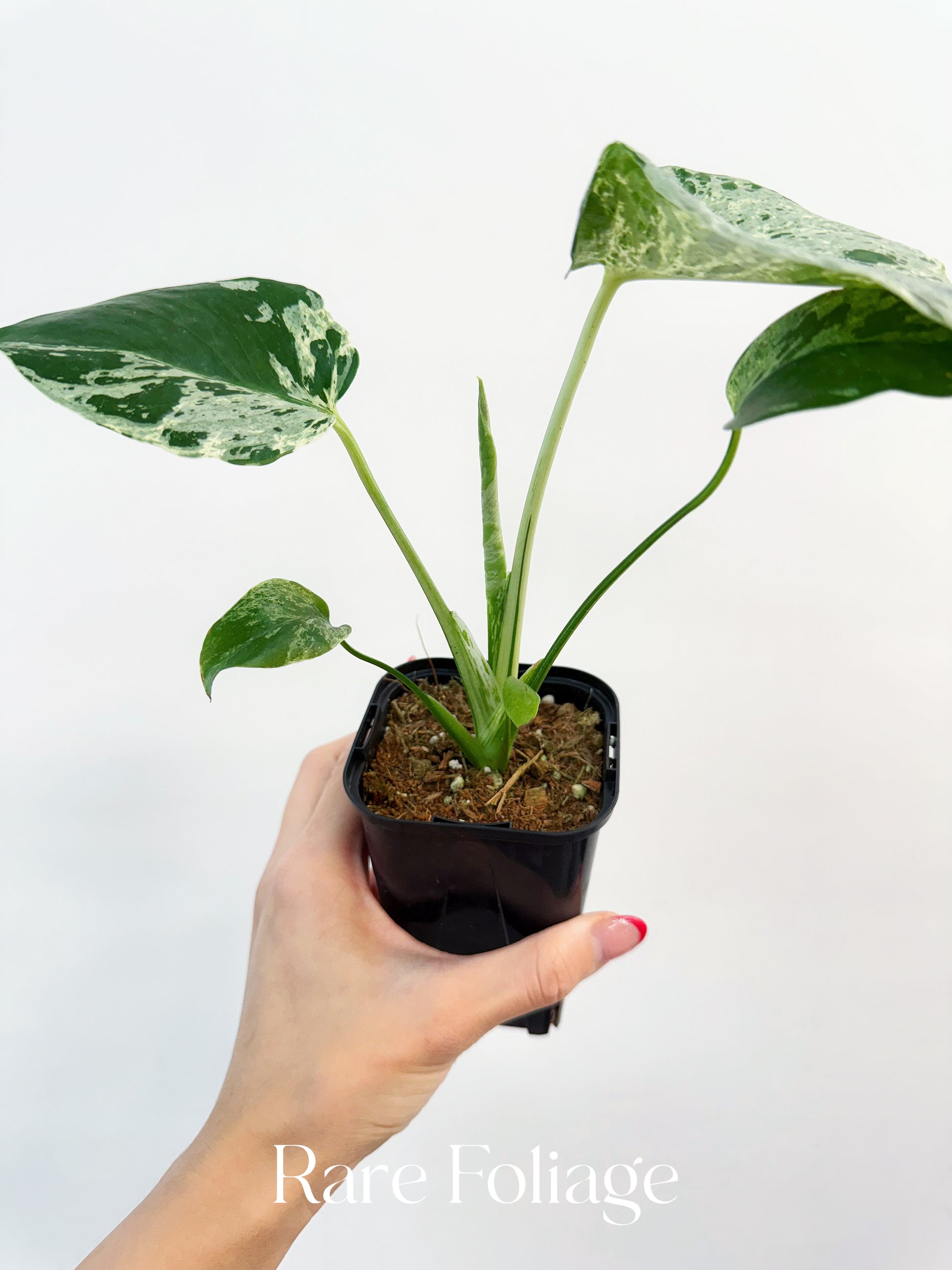 Monstera Bulbasaur 3” Exact Plant – Rare Foliage Plant Co