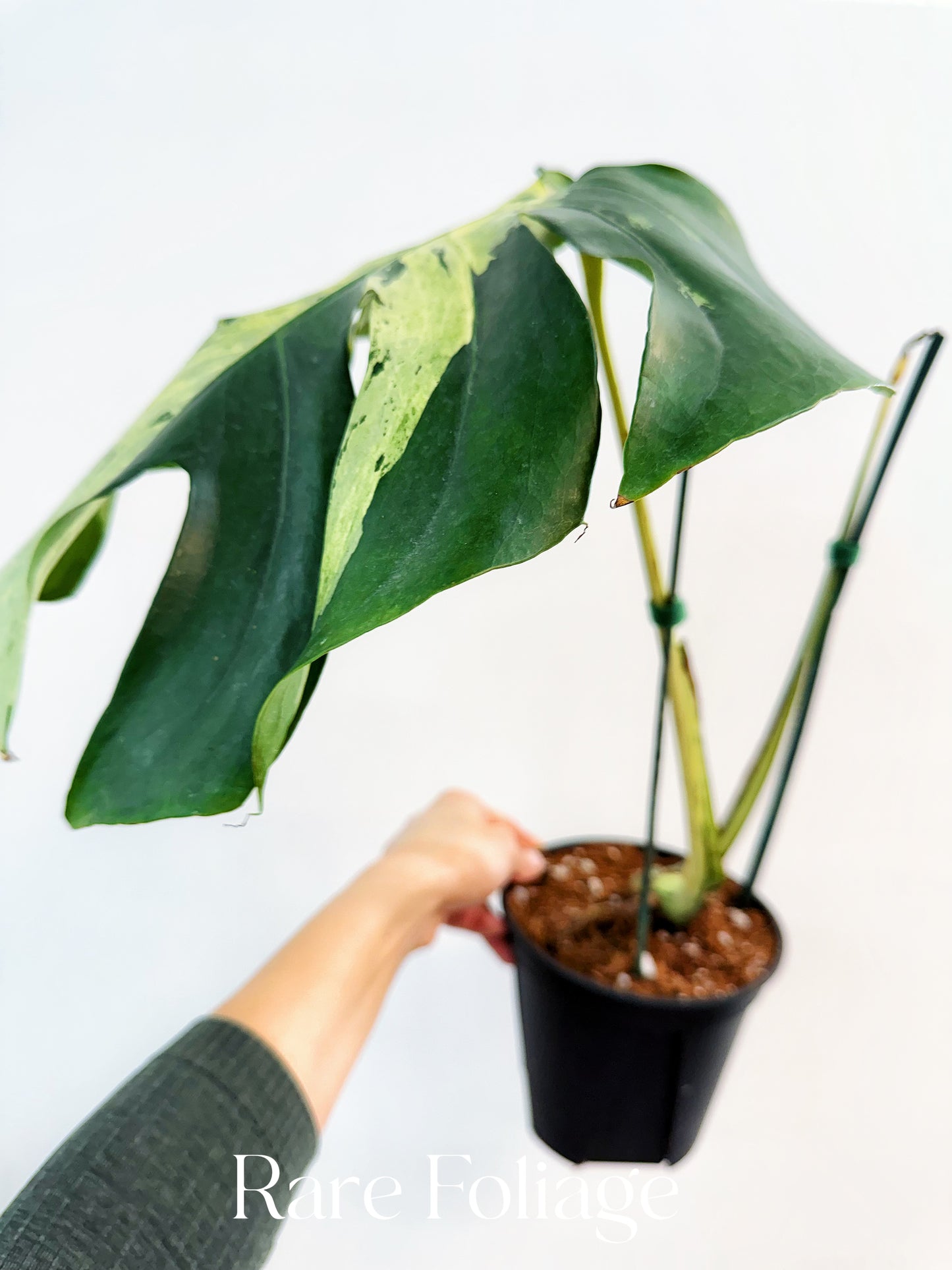 Monstera Bulbasaur 6”