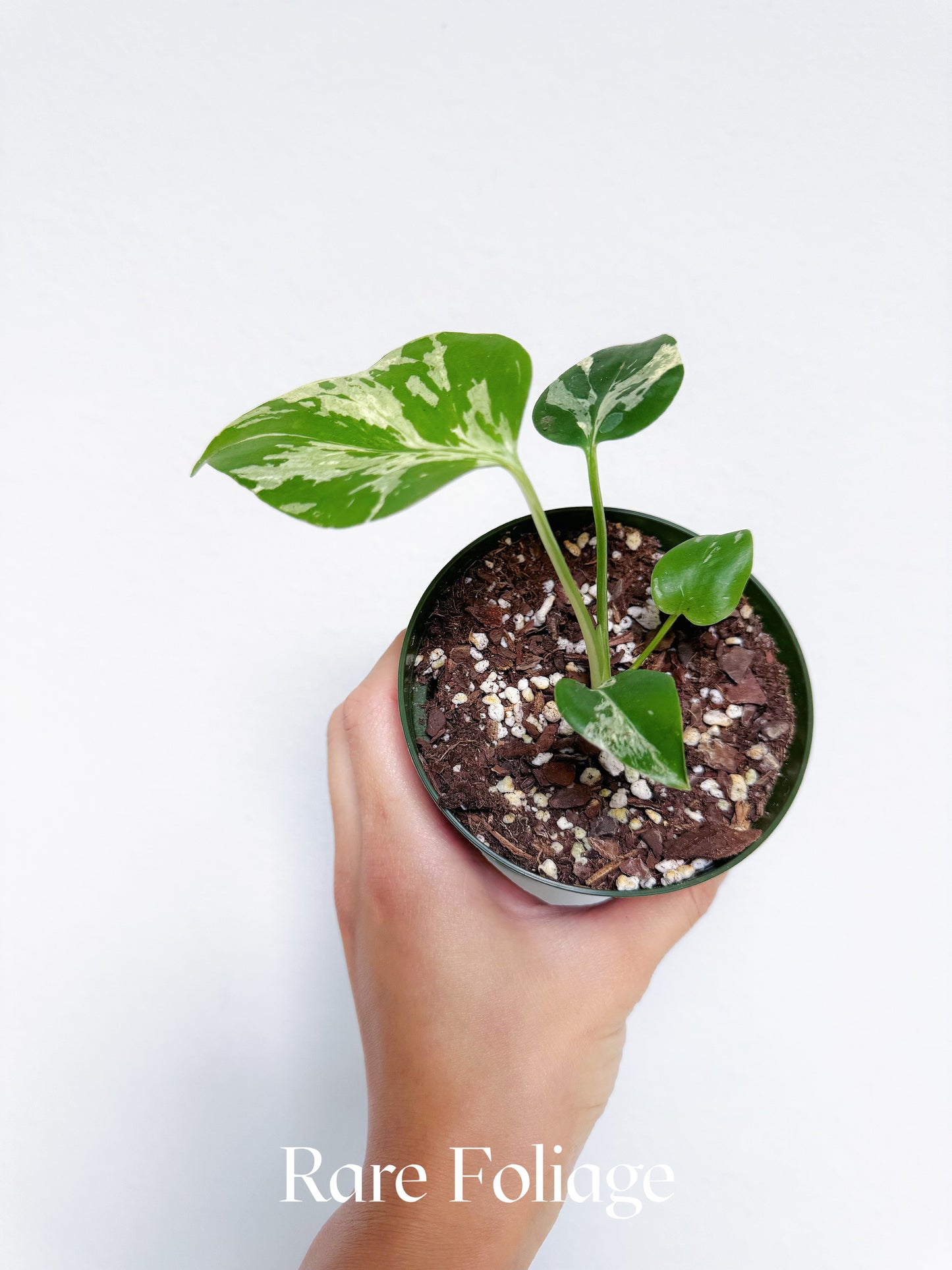 Monstera Bulbasaur 4"