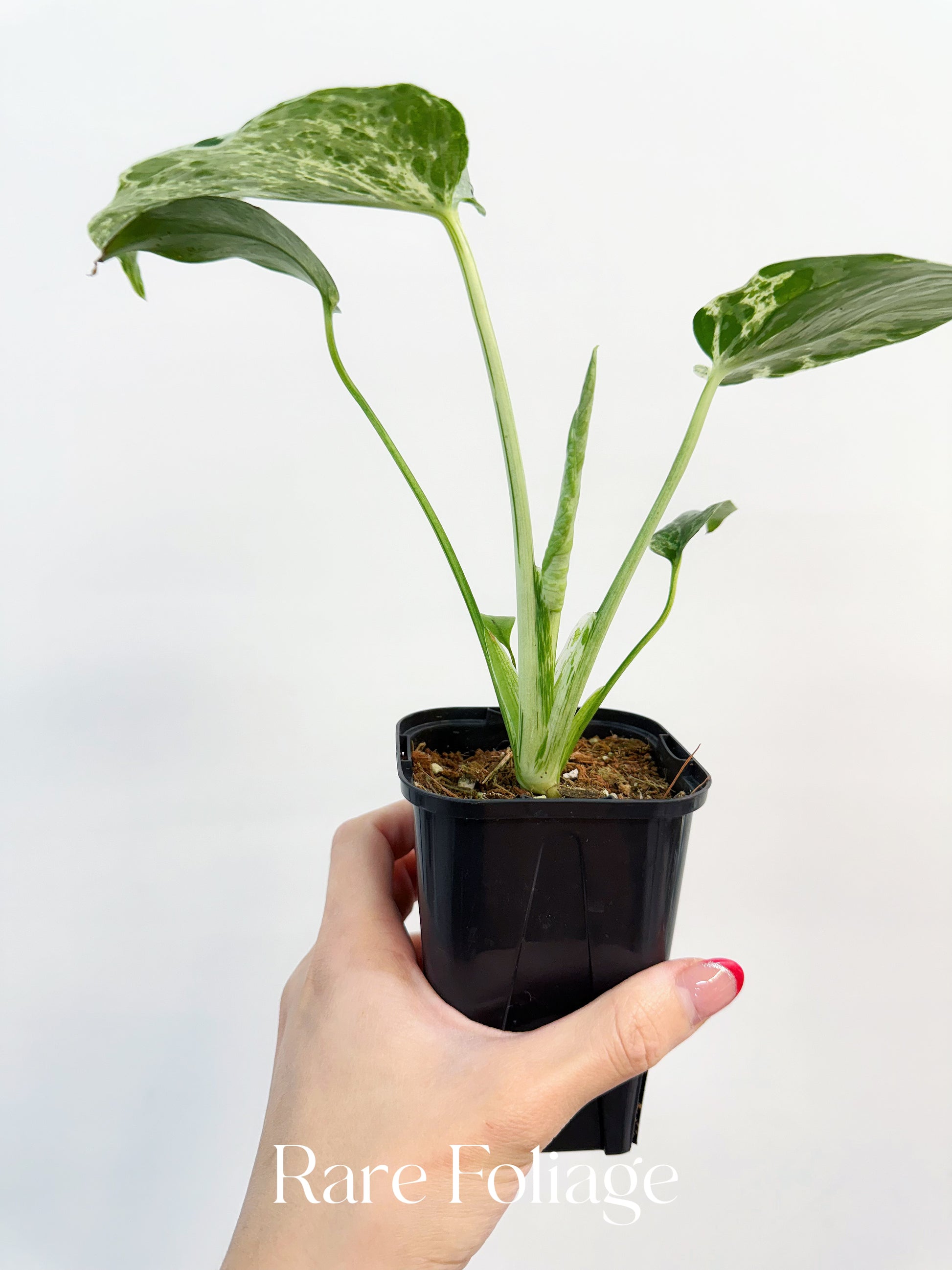 bulbasaur air plant Monstera Bulbasaur 3” Exact Plant – Rare Foliage Plant Co