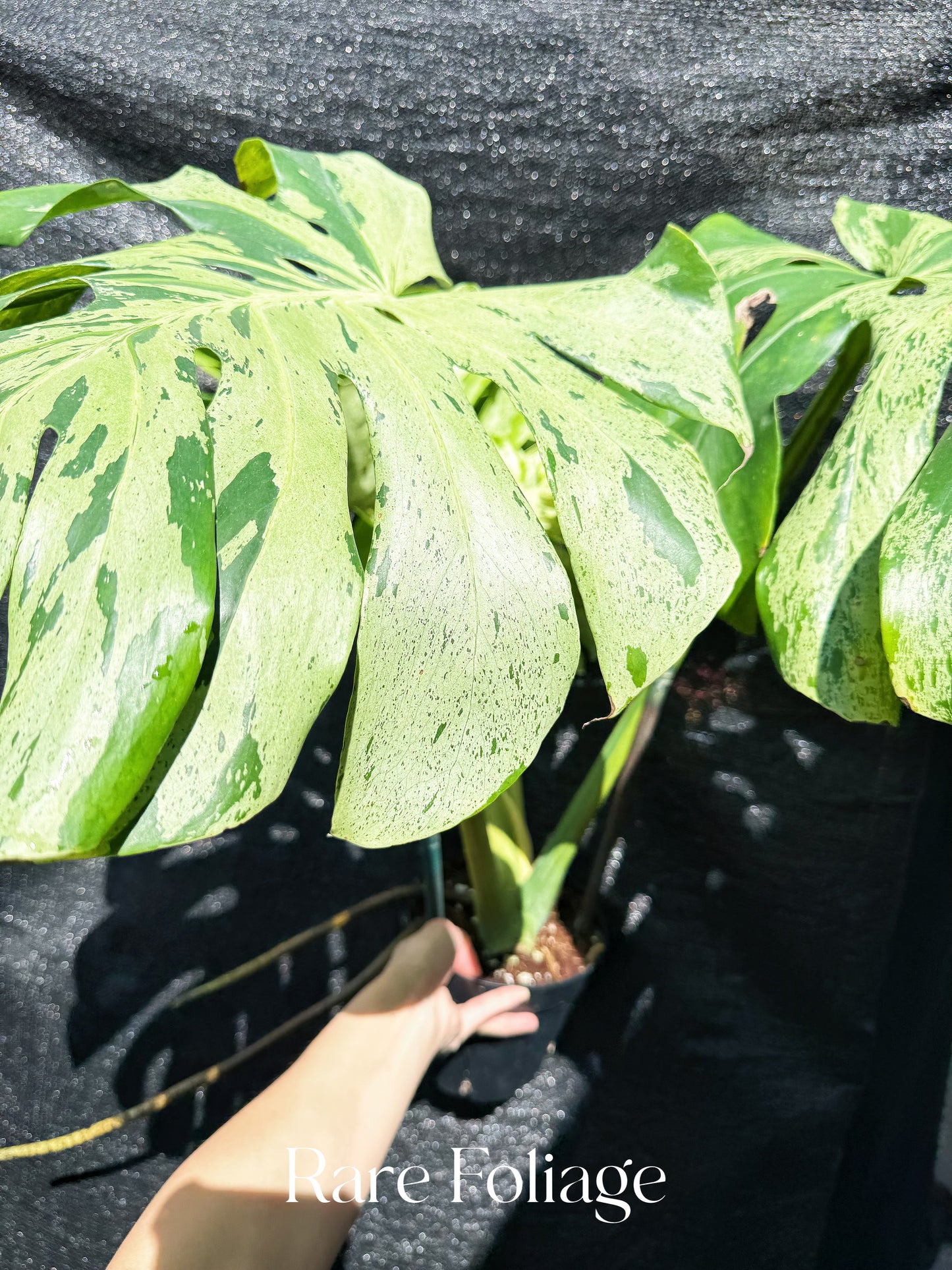 Monstera Bulbasaur 6” XL Exact Plant