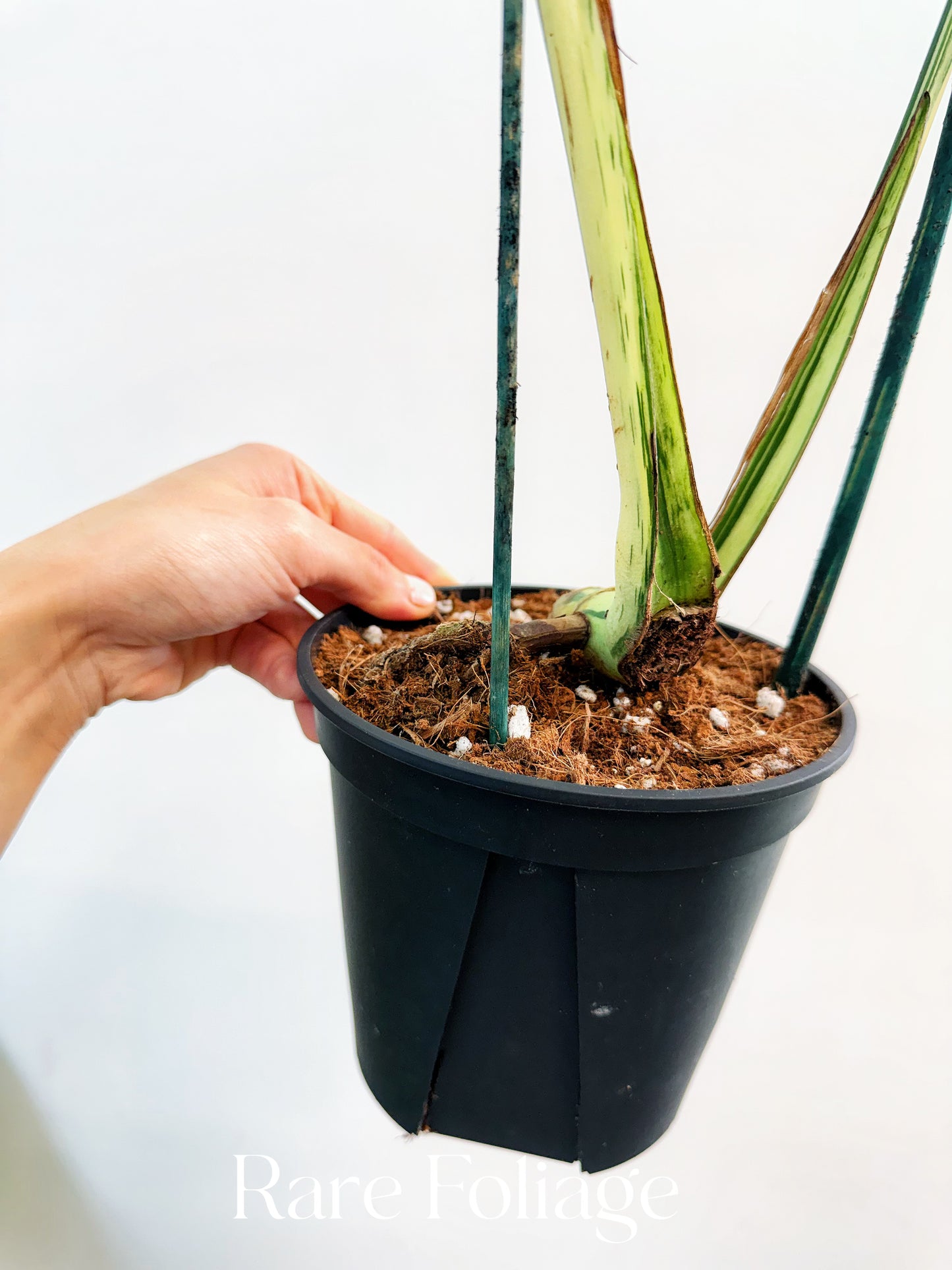 Monstera Bulbasaur 6”