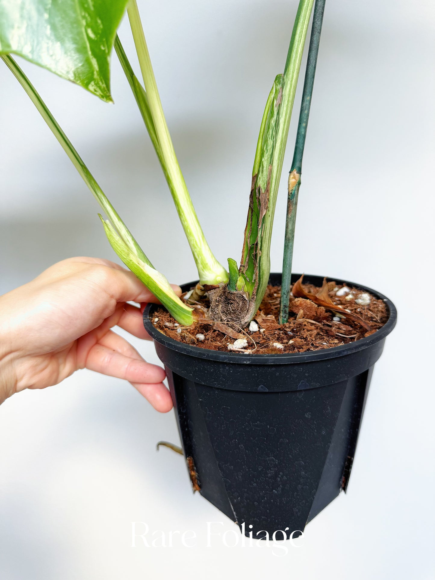 Monstera Bulbasaur 6” Exact Plant