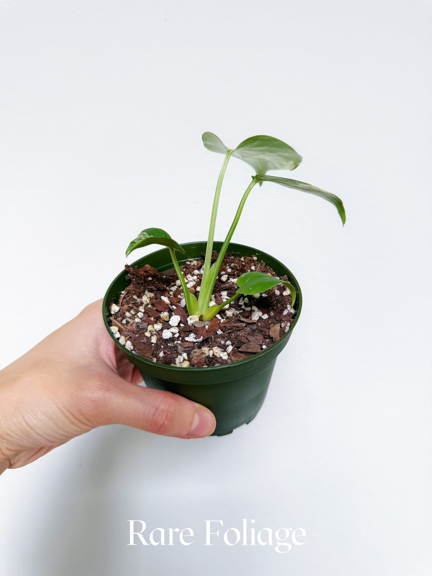 Monstera Bulbasaur 4"