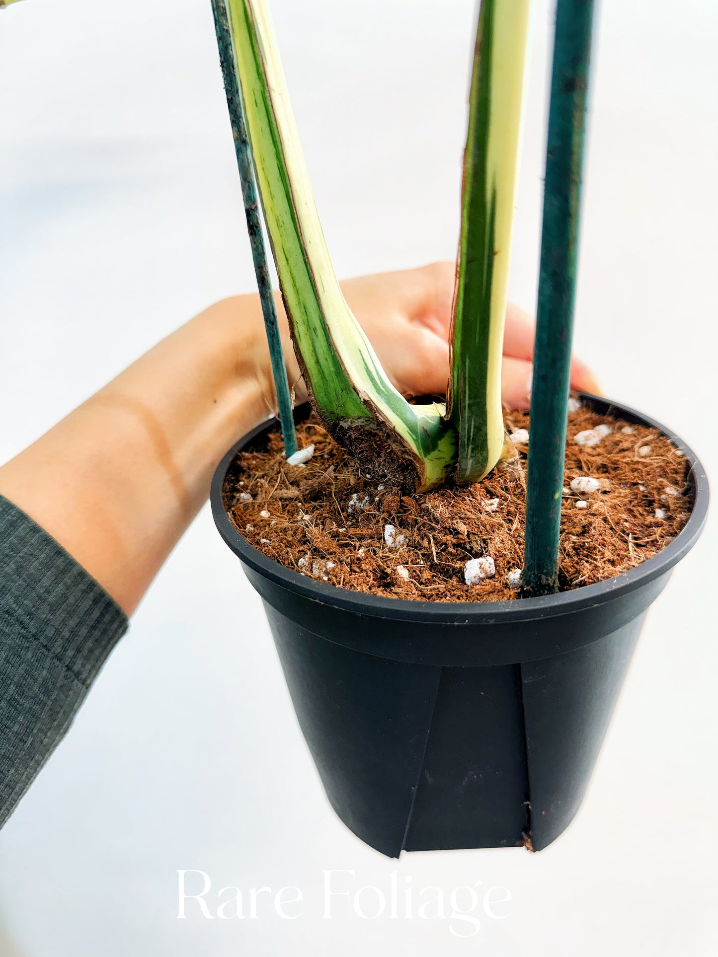 Monstera Bulbasaur 6”