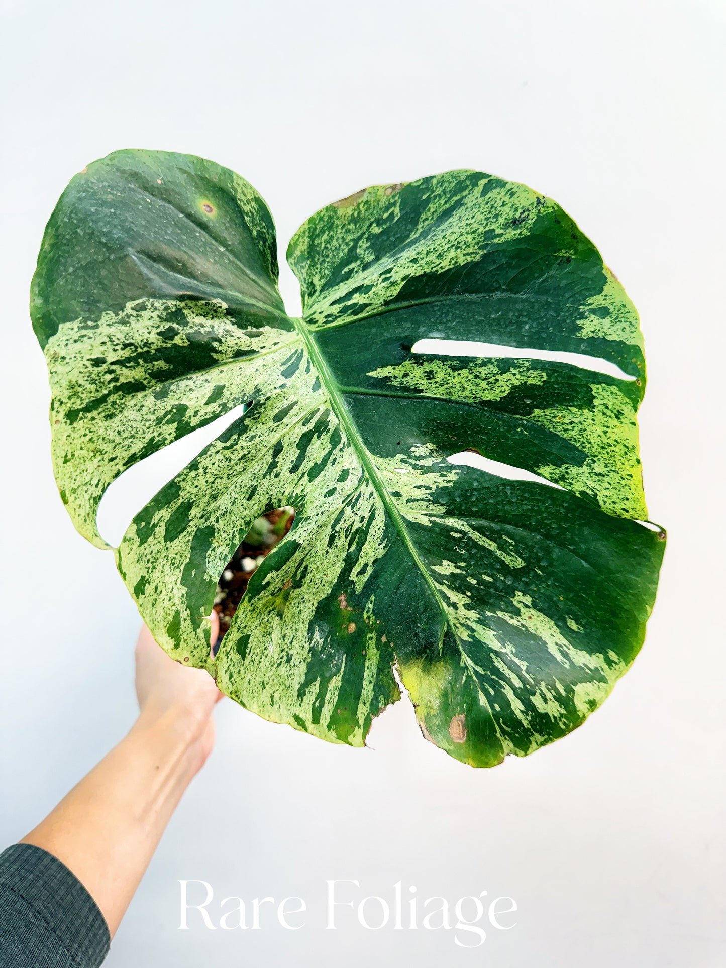 Monstera Bulbasaur 6”