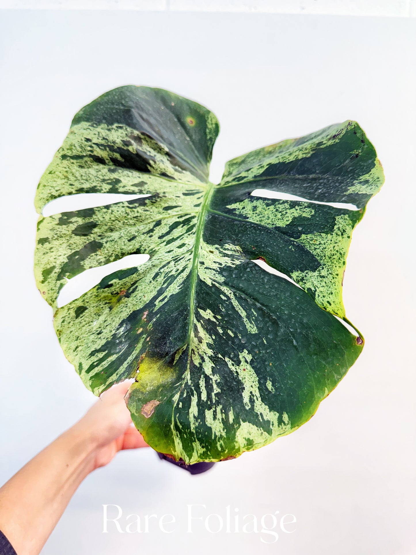 Monstera Bulbasaur 6”